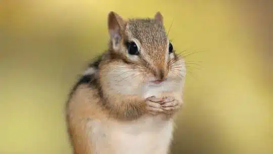 Chipmunk Removal - ecoPest Wildlife Management