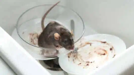 Rat that needs to be removed from the sink